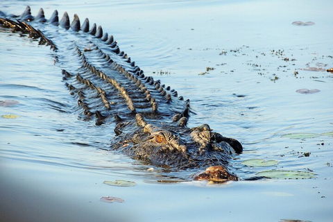 Ethical Adventures - Best In The WET - Litchfield / Kakadu 3 Day- Max 10 Guests - Accommodation Sunshine Coast 4