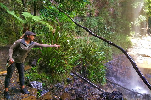 Rainforest & Waterfalls Extravaganza - Accommodation Sunshine Coast 4