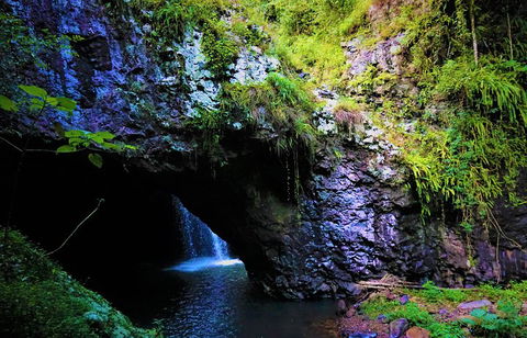 Rainforest & Waterfalls Extravaganza - Accommodation Sunshine Coast 5