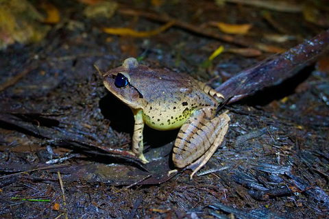 Glow Worms Private Tour - Nocturnal Rainforest Walk - Accommodation Sunshine Coast 0