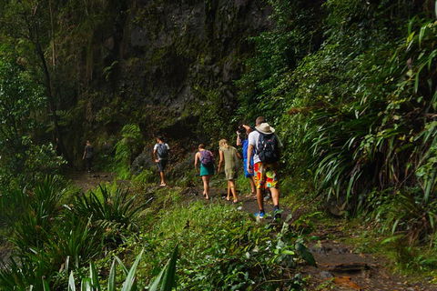 Glow Worms Private Tour - Nocturnal Rainforest Walk - Accommodation Sunshine Coast 1
