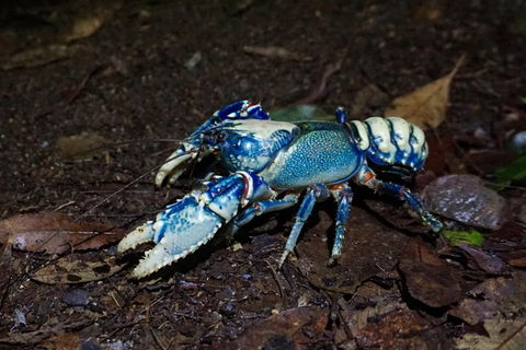 Glow Worms Private Tour - Nocturnal Rainforest Walk - Accommodation Sunshine Coast 4