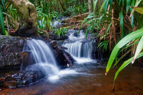 Glow Worms Private Tour - Nocturnal Rainforest Walk - Accommodation Sunshine Coast 5