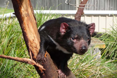 Tasmania 4 Day East Coast + Launceston - Accommodation Sunshine Coast 2