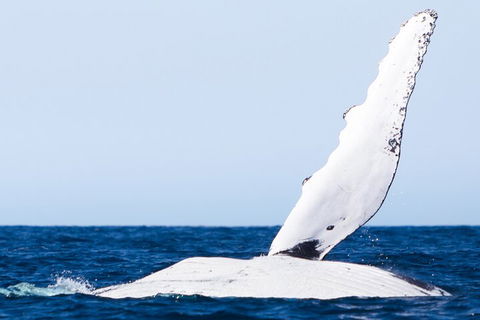 2-Hour Guided Whale Watching Tour At Noosa - Accommodation Sunshine Coast 0