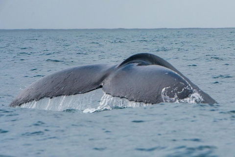 2-Hour Guided Whale Watching Tour At Noosa - Accommodation Sunshine Coast 1