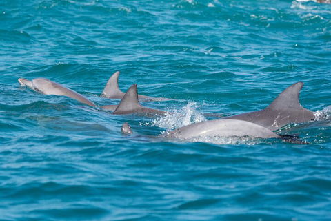 2-Hour Guided Whale Watching Tour At Noosa - Accommodation Sunshine Coast 2