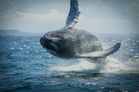 2-Hour Guided Whale Watching Tour At Noosa - Accommodation Sunshine Coast 3