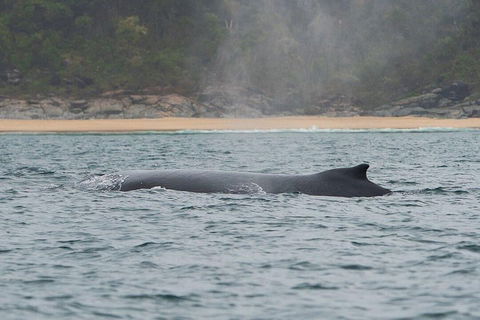 2-Hour Guided Whale Watching Tour At Noosa - Accommodation Sunshine Coast 5