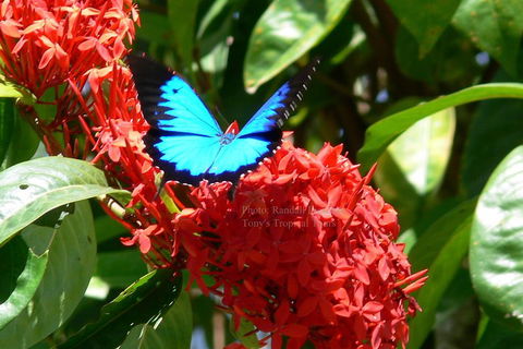 Daintree Rainforest, Cape Tribulation, Mossman Gorge Small-Group Day Tour - Accommodation Sunshine Coast 2