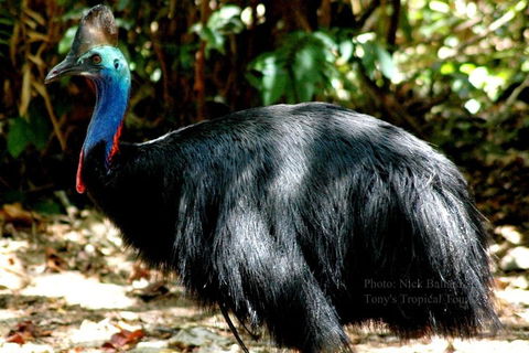 Daintree Rainforest, Cape Tribulation, Mossman Gorge Small-Group Day Tour - Accommodation Sunshine Coast 3