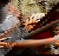 Ngana Julaymba Dungay - Full Day - Accommodation Sunshine Coast