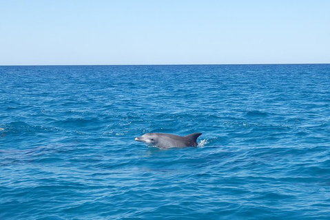 Noosa Wild Dolphin Safari - Accommodation Sunshine Coast 1