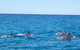 Noosa Wild Dolphin Safari - thumb 5