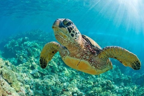 All Inclusive Tangalooma Wrecks Cruise Tour From Gold Coast - Accommodation Sunshine Coast 4