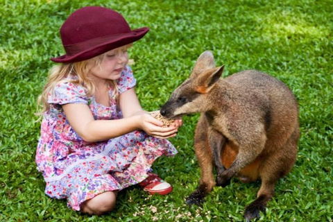 Kuranda Day Tour + HotAir Balloon Combo - Accommodation Sunshine Coast 0