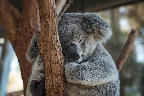 Sydney Taronga Zoo General Entry Ticket - Accommodation Sunshine Coast 3