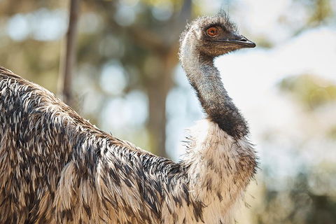 Sydney Taronga Zoo General Entry Ticket - Accommodation Sunshine Coast 4