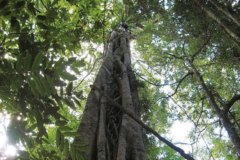 Natural Bridge Glow Worm Night Tour From Gold Coast - Accommodation Sunshine Coast 1