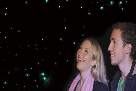 Natural Bridge Glow Worm Night Tour From Gold Coast - Accommodation Sunshine Coast 3