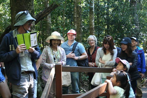 Natural Bridge Glow Worm Night Tour From Gold Coast - Accommodation Sunshine Coast 4