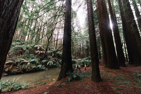 LGBT+ Friendly 3 Day Private Tour Great Ocean Road & Phillip Island - Accommodation Sunshine Coast 2