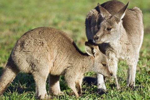 LGBT+ Friendly Full Day Phillip Island Private Tour - Accommodation Sunshine Coast 3