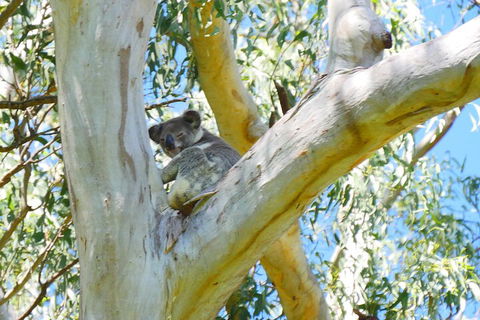 Best Of Moreton Bay Cruise - Accommodation Sunshine Coast 2