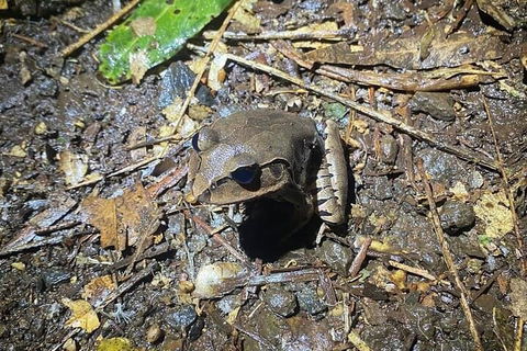 Evening Rainforest & Glow Worm Experience - Accommodation Sunshine Coast 1