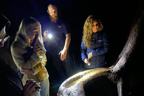 Evening Rainforest & Glow Worm Experience - Accommodation Sunshine Coast 2