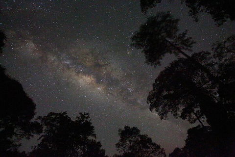 Evening Rainforest & Glow Worm Experience - Accommodation Sunshine Coast 4