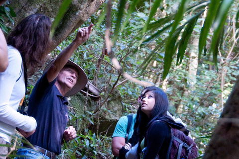 Natural Bridge & Springbrook Waterfalls Tour - Accommodation Sunshine Coast 4