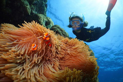 Silversonic Outer Great Barrier Reef Dive And Snorkel Cruise From Port Douglas - Accommodation Sunshine Coast 3