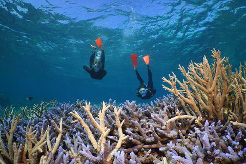 Silversonic Outer Great Barrier Reef Dive And Snorkel Cruise From Port Douglas - Accommodation Sunshine Coast 4