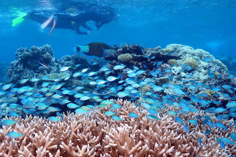 Silversonic Outer Great Barrier Reef Dive And Snorkel Cruise From Port Douglas - Accommodation Sunshine Coast 5