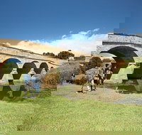 Bonorong Wildlife Park and Richmond Afternoon Tour from Hobart - Accommodation Sunshine Coast