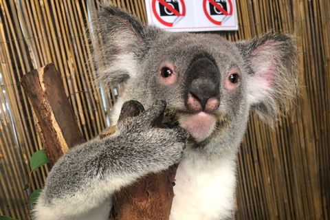 Kuranda Tour Deluxe Course With Kuranda 3 Zoos Or Free Course - Accommodation Sunshine Coast 0