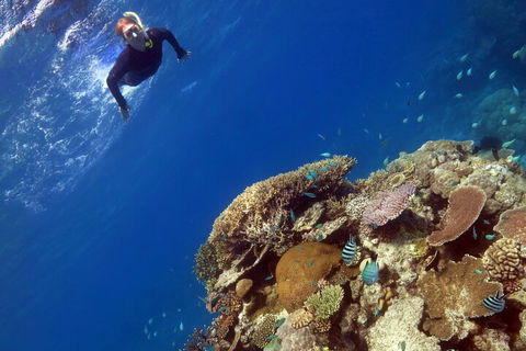 Silverswift Outer Great Barrier Reef Dive And Snorkel Cruise From Cairns - Accommodation Sunshine Coast 3