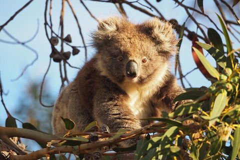 2-Hour Koala Walking Tour In Kangaroo Island - Accommodation Sunshine Coast 0