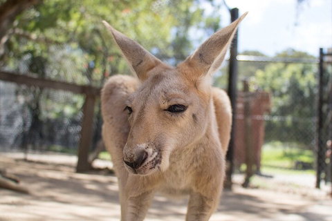 Currumbin Wildlife Sanctuary General Entry Ticket - Accommodation Sunshine Coast 2