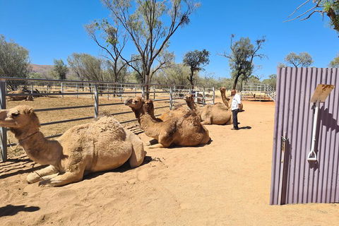 West MacDonnell Ranges Half-Day Small-Group Tour With Camel Ride - Accommodation Sunshine Coast 0
