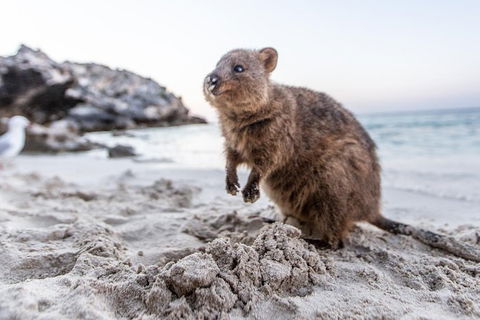 Perth To Rottnest Island Roundtrip Ferry Ticket - Accommodation Sunshine Coast 5