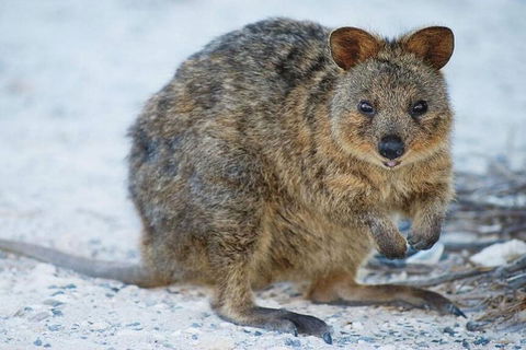 Rottnest Island Bayseeker Day Trip From Perth - Accommodation Sunshine Coast 2