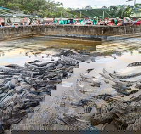 Hartley's Crocodile Adventures Day Trip from Cairns - Accommodation Sunshine Coast