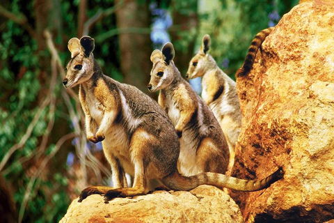Sydney Harbour Hop On Hop Off Cruise With Taronga Zoo Entry - Accommodation Sunshine Coast 4