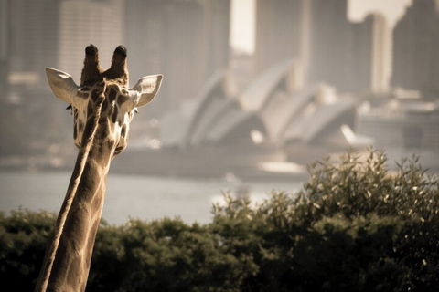 Sydney Harbour Hop On Hop Off Cruise With Taronga Zoo Entry - Accommodation Sunshine Coast 5