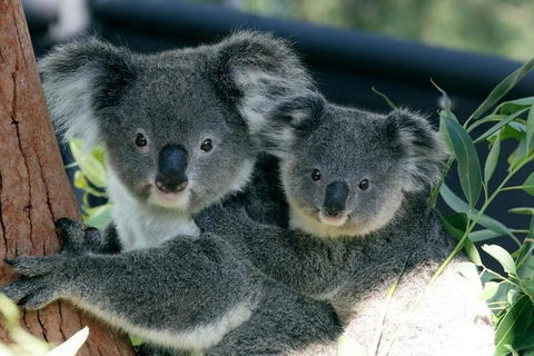 Sydney Harbour Ferry With Taronga Zoo Entry Ticket - Accommodation Sunshine Coast 3