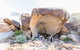 Full-Day Wave Rock & Historic York - thumb 5