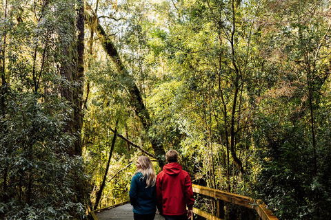 Gordon River Cruise Departing From Strahan - Accommodation Sunshine Coast 2