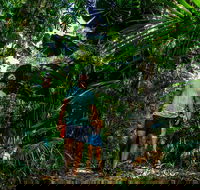 Full Day Daintree Rainforest and Mossman Gorge Tour - Accommodation Sunshine Coast